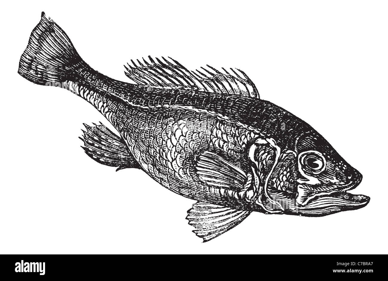 Largemouth bass (micropterus salmoides) incisione vintage. Vecchie illustrazioni incise di acqua dolce largemouth bass pesce. Foto Stock