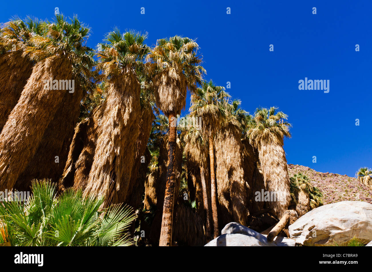 Oasi in Borrego Palm Canyon, Anza-Borrego Desert State Park, California USA Foto Stock