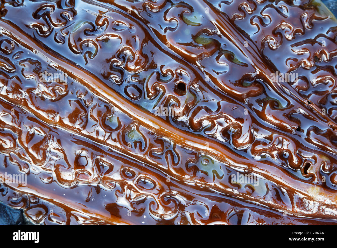 Close-up di gigante kelp frond, Salt Creek Recreation Area, Clallam County, Washington, Stati Uniti d'America Foto Stock