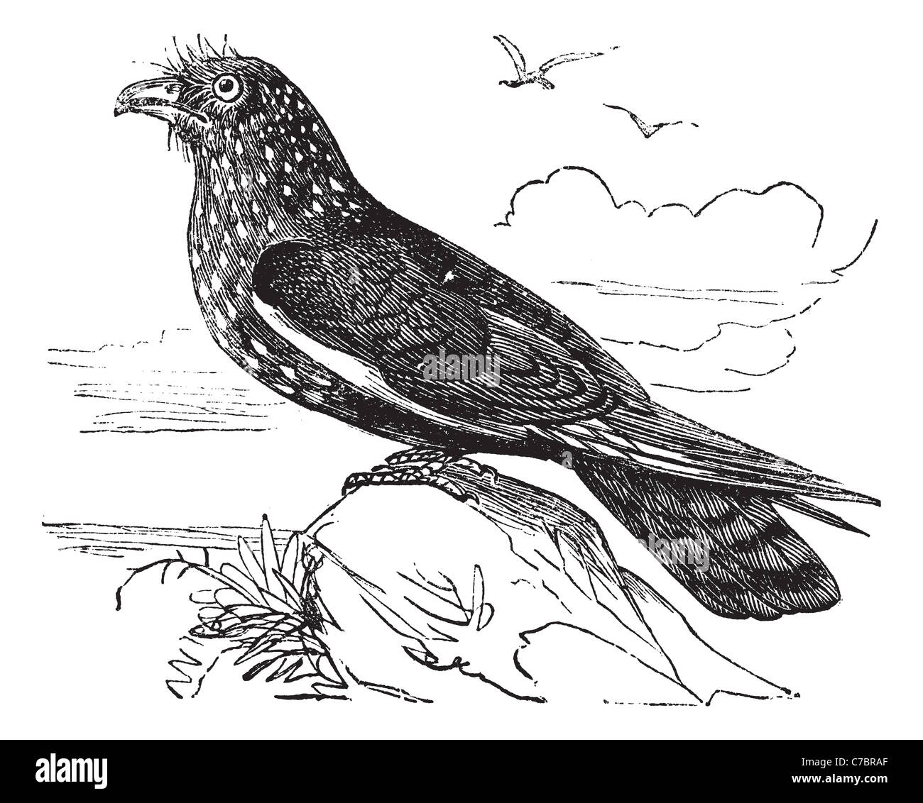 Guàcharo Caripe (Steatornis caripensis) incisione vintage. Vecchie illustrazioni incise di Guàcharo, un notturno mangiare frutta bird. Foto Stock