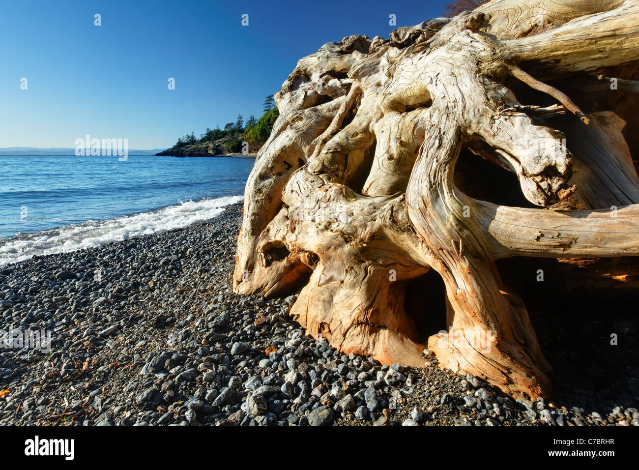 Driftwood sulla spiaggia di ciottoli, Deadman Bay preservare, San Juan County Land Bank, San Juan Island, la Contea di San Juan, Washington, Stati Uniti d'America Foto Stock