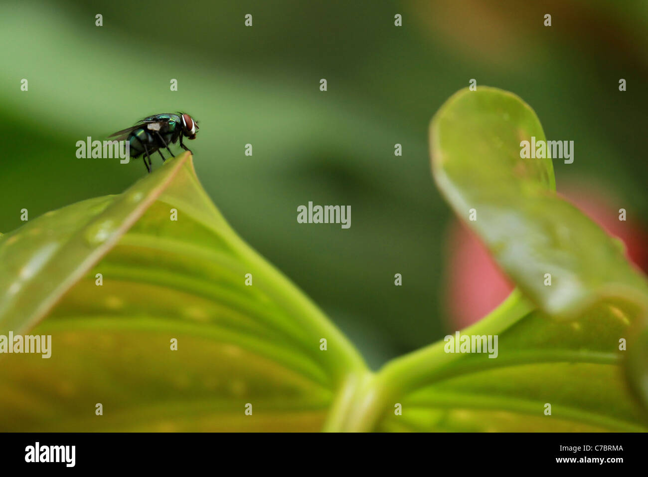Mosca sul foglio Foto Stock