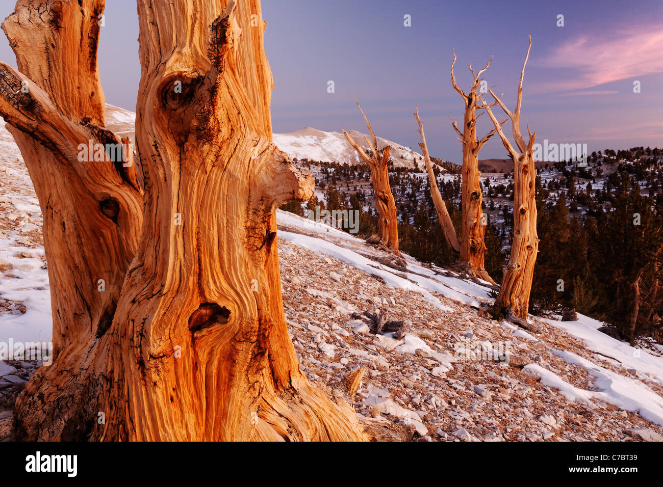 Bristlecone pines e Montagne Bianche appena prima del tramonto, Inyo National Forest, White Mountains, CALIFORNIA, STATI UNITI D'AMERICA Foto Stock