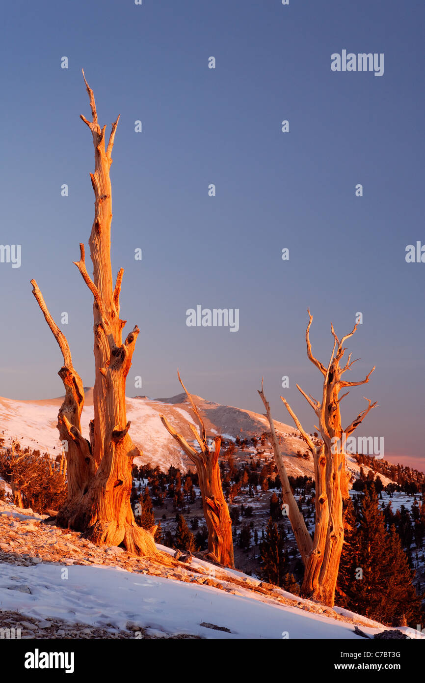 Bristlecone pines e montagne bianche di sunrise, Inyo National Forest, White Mountains, CALIFORNIA, STATI UNITI D'AMERICA Foto Stock