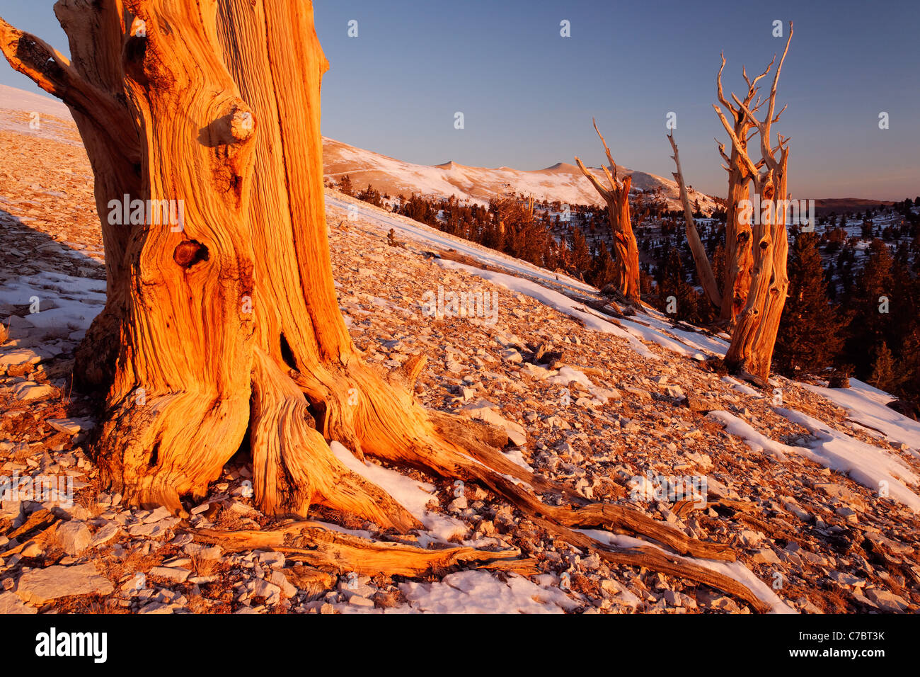 Bristlecone pines e montagne bianche di sunrise, Inyo National Forest, White Mountains, CALIFORNIA, STATI UNITI D'AMERICA Foto Stock