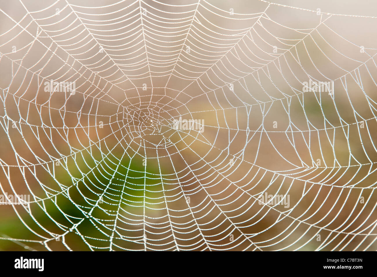 Primo piano della ragnatela con gocce di rugiada di mattina Foto Stock
