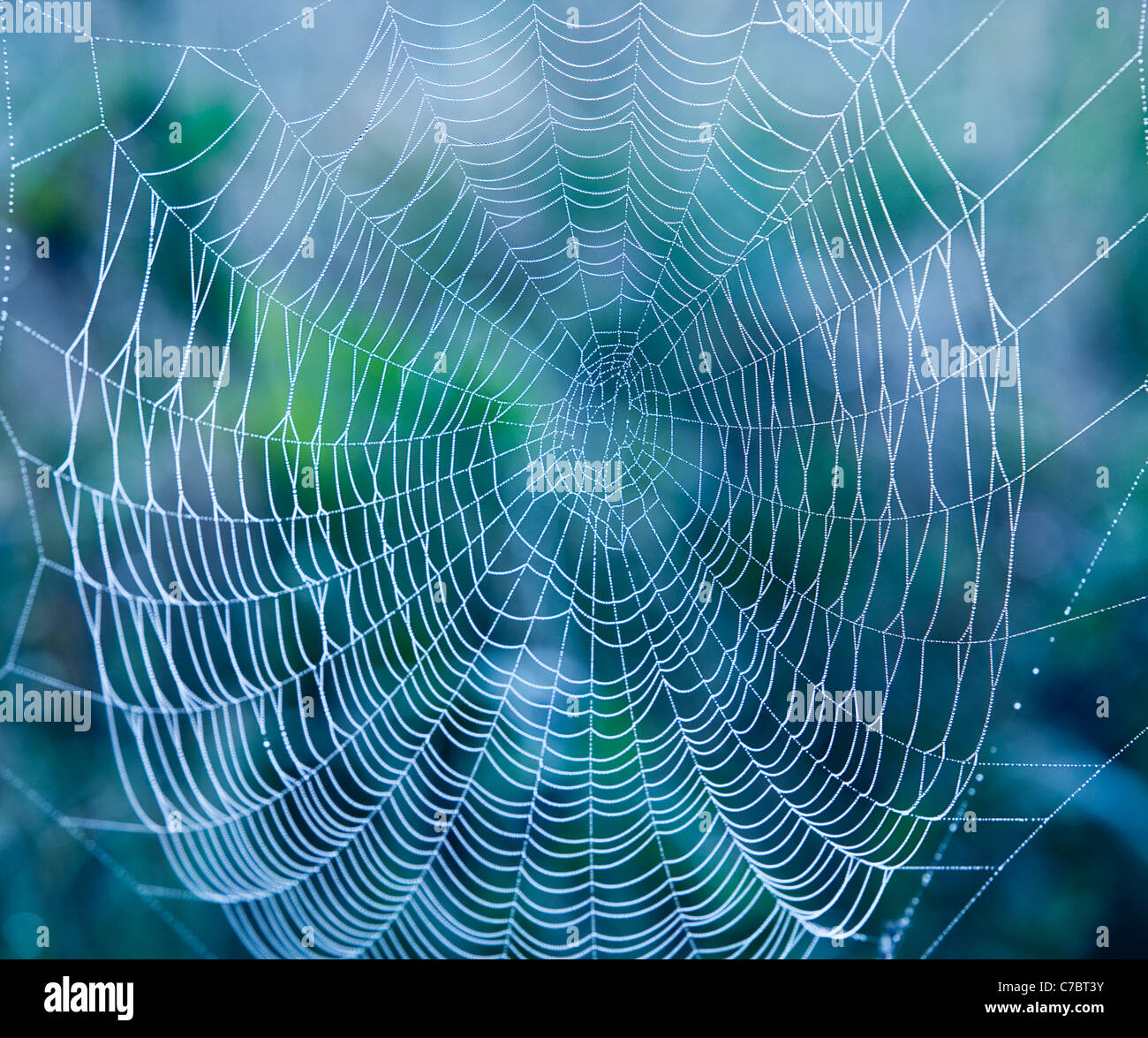 Primo piano della ragnatela con gocce di rugiada di mattina Foto Stock