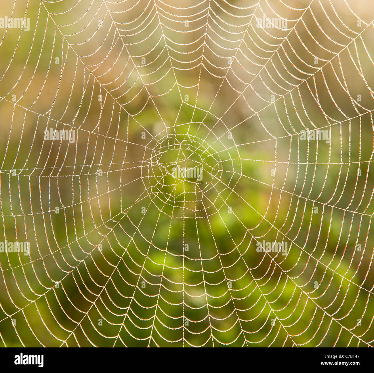 Primo piano della ragnatela con gocce di rugiada di mattina Foto Stock