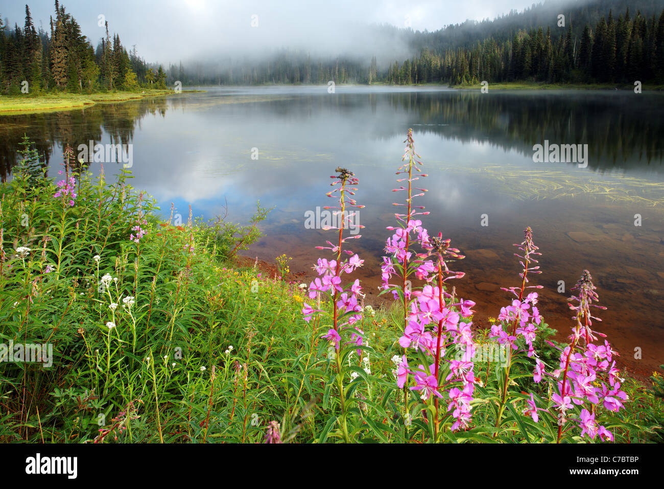 Fireweed lungo la riva del lago di riflessione, il Parco Nazionale del Monte Rainier, Washington, Stati Uniti d'America Foto Stock