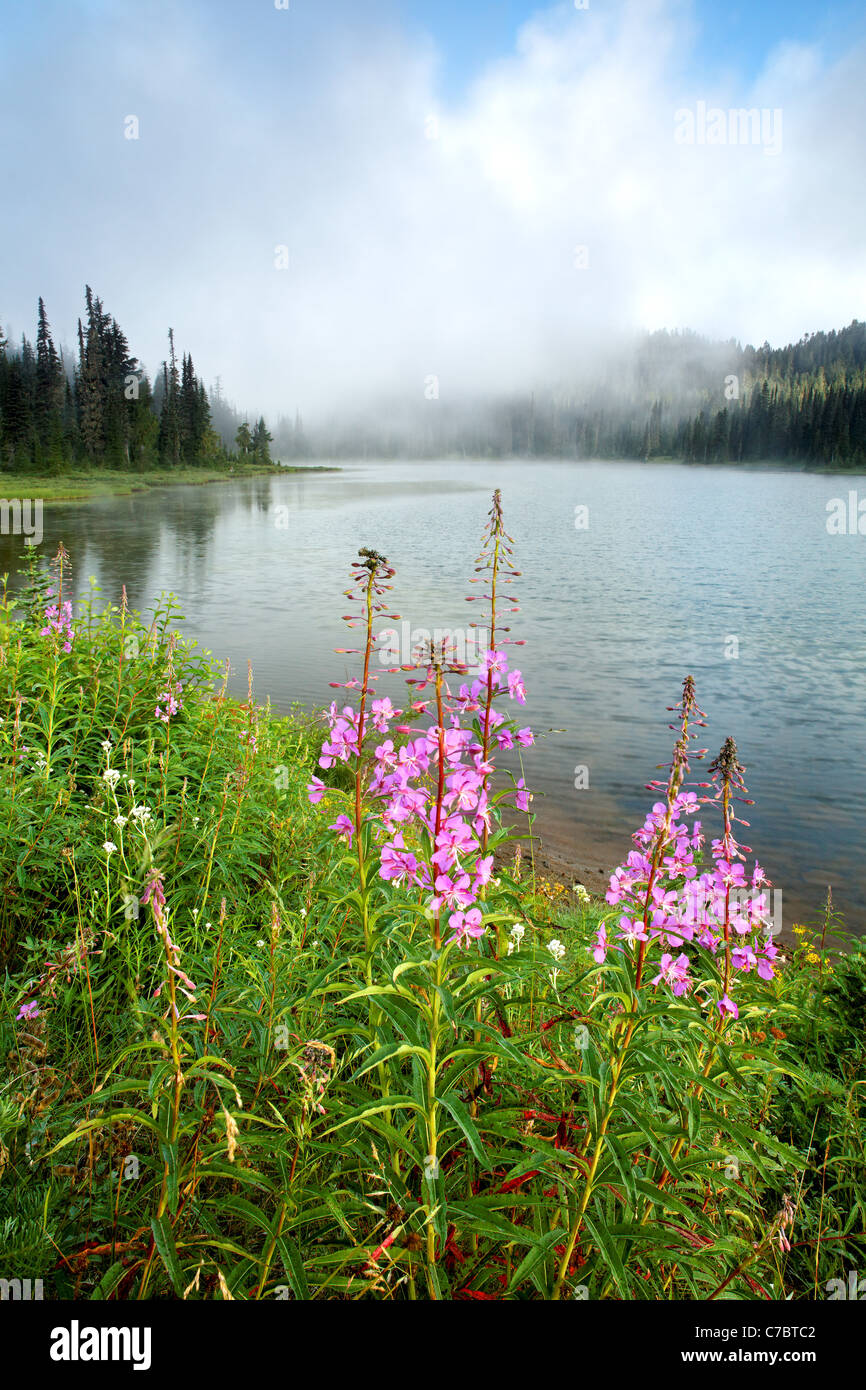 Fireweed lungo la riva del lago di riflessione, il Parco Nazionale del Monte Rainier, Washington, Stati Uniti d'America Foto Stock