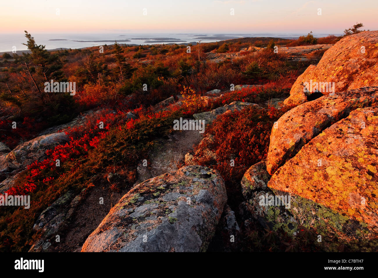 Autunno a colori nel mezzo di granito roccia sulla cima del Cadillac Mountain a sunrise, isola di Mount Desert, Parco Nazionale di Acadia, Maine Foto Stock