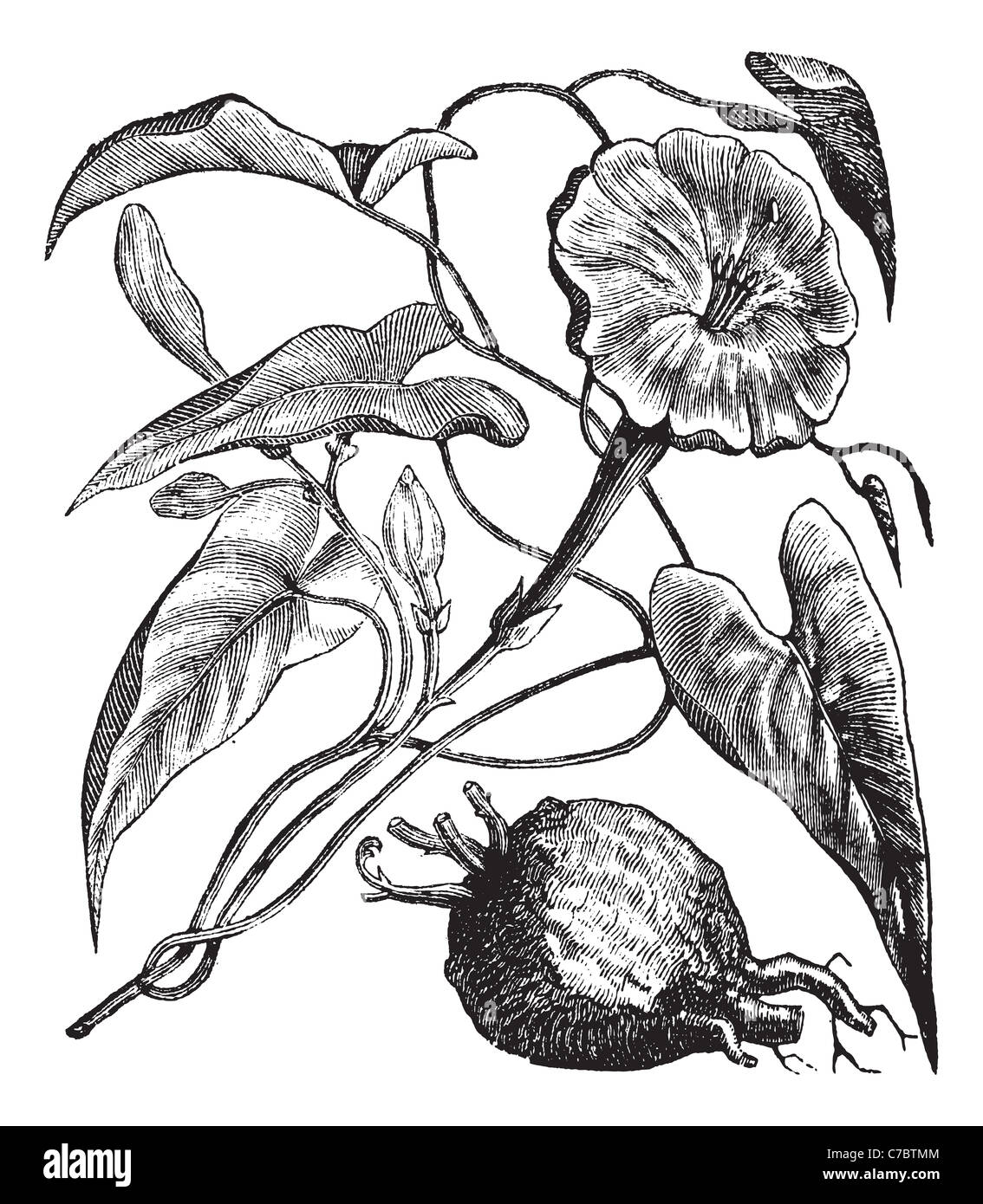 Exogonium purga o di Jalapa, vintage incisione. Vecchie illustrazioni incise di purga Exogonium isolato su uno sfondo bianco. Foto Stock