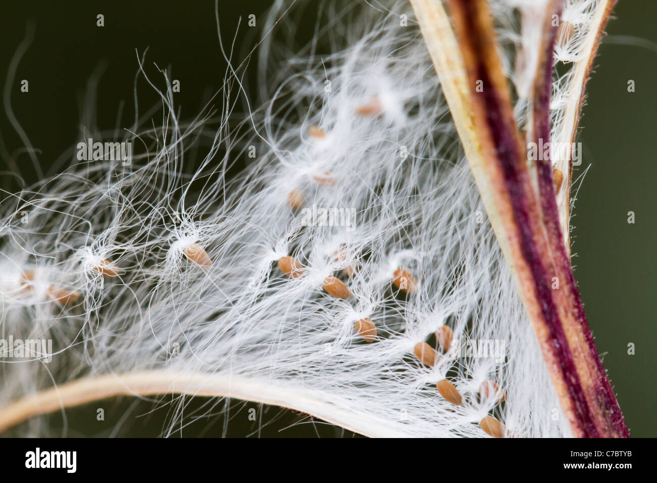 Di latifoglie; Willowherb Epilobium montanum; semi; Regno Unito Foto Stock