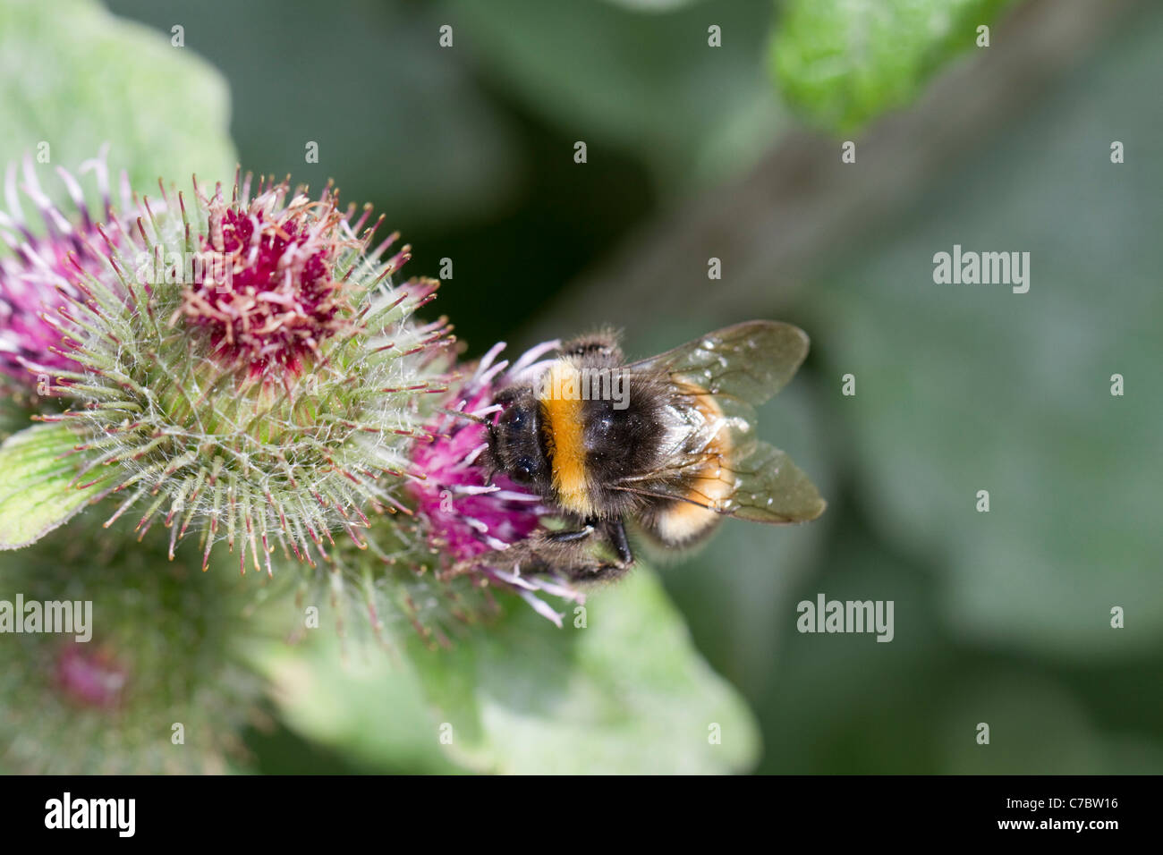 Buff Tailed bumblebee; Bombusn terrestris; su Bardana; Cornovaglia; Regno Unito Foto Stock