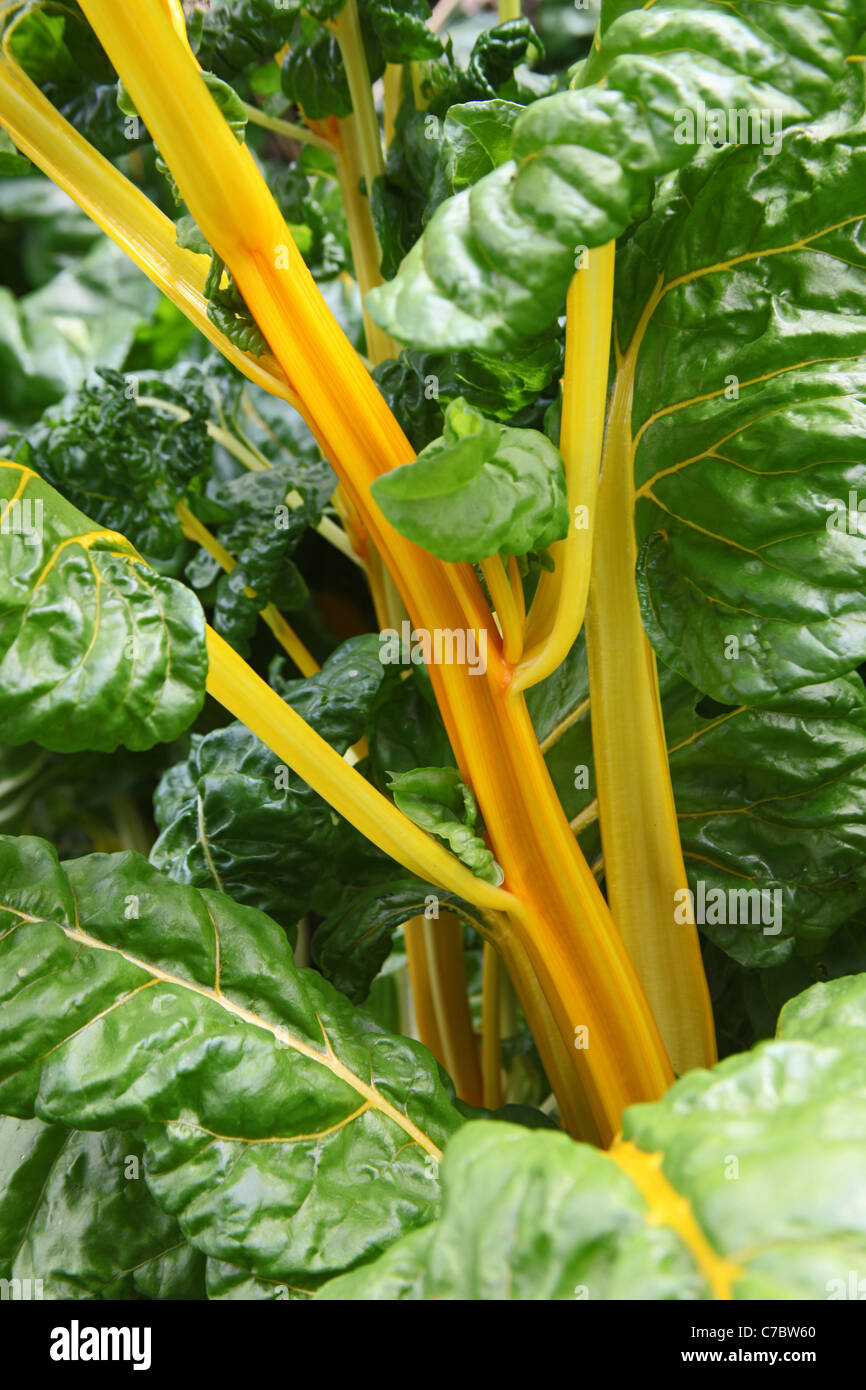 Le bietole crescente nell'orto a Royal Horticultural Society Garden Rosemoor, grande Torrington, Devon, Inghilterra, Regno Unito Foto Stock