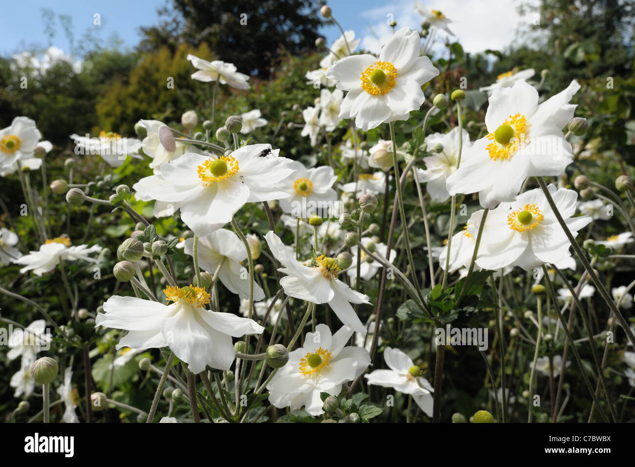 Anemone x hybrida "Honorine Jobert' piante da fiore Foto Stock