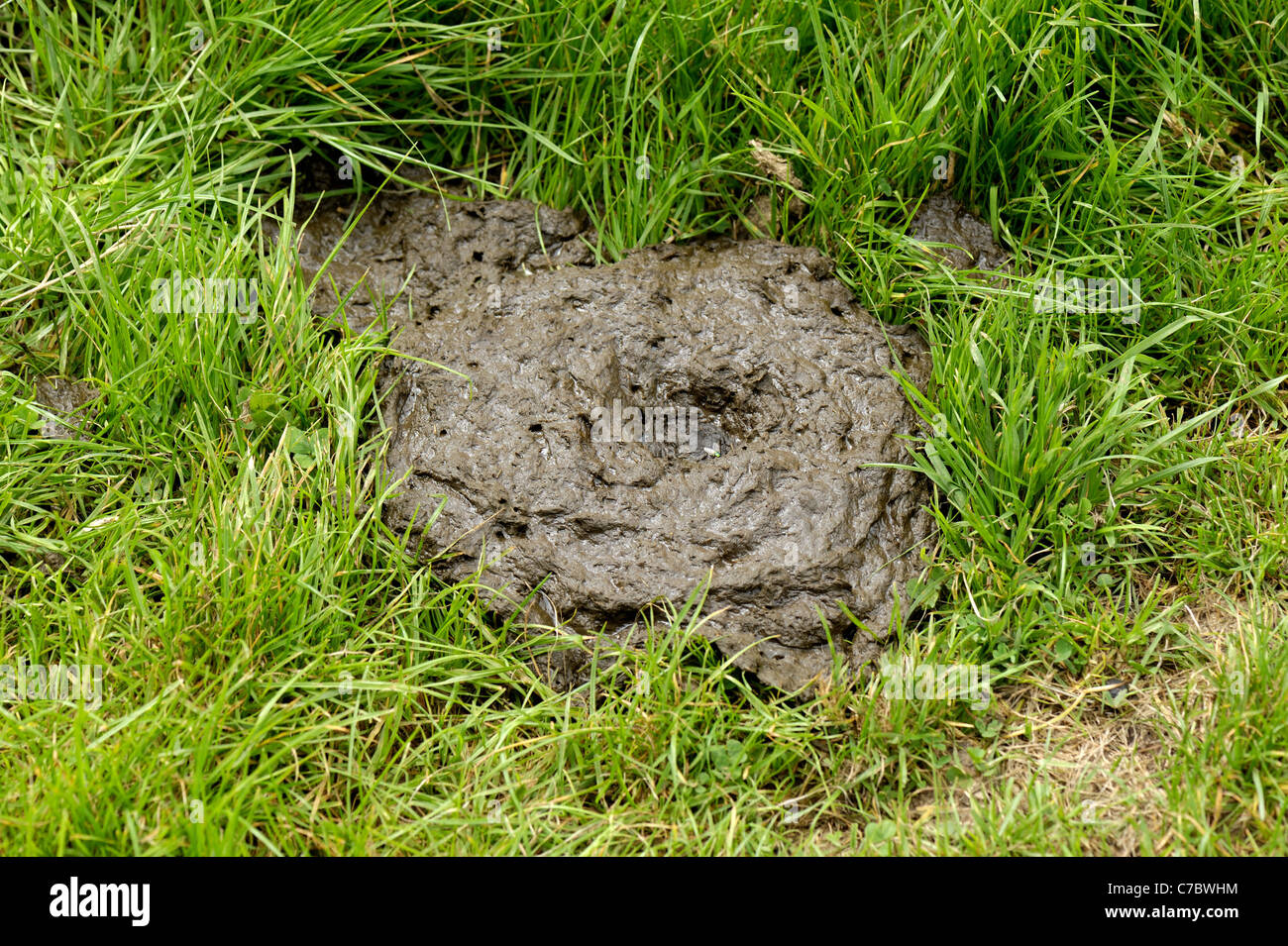 Cow pat, feci, sul pascolo di erba di pascolo Foto Stock