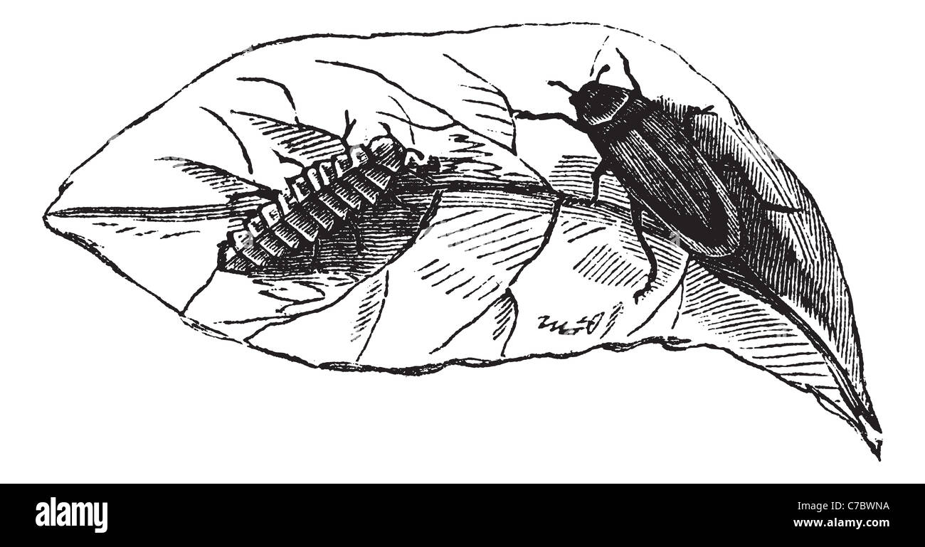 Glow Worm (Lampyris Noctiluca) sulla foglia incisione vintage. Vecchie illustrazioni incise di lucciole sulla foglia. Foto Stock Glow Worm (Lampyris Noctiluca) sulla foglia incisione vintage. Vecchie illustrazioni incise di lucciole sulla foglia. Foto Stock
