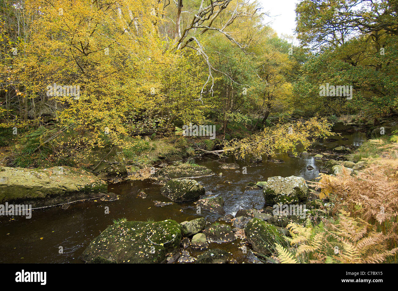 Delicate fantasie di foglie di autunno sovrasti il West Beck, vicino a Goathland sulla North Yorkshire Moors nel nord dell'Inghilterra. Foto Stock