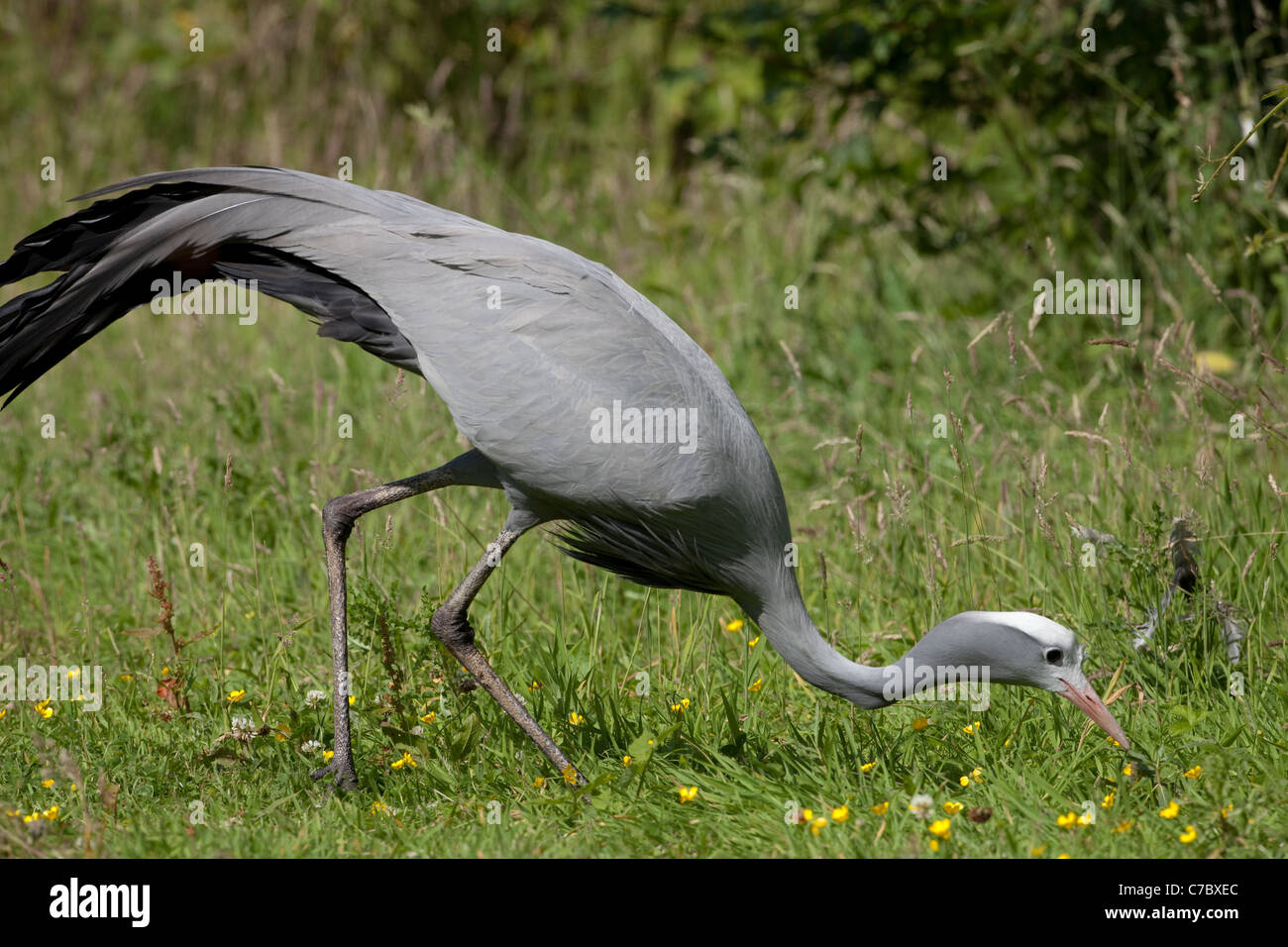 Blu, il paradiso o Stanley gru (Anthropoides paradisaea). Adulto stalking invertebrato articoli alimentari. Foto Stock