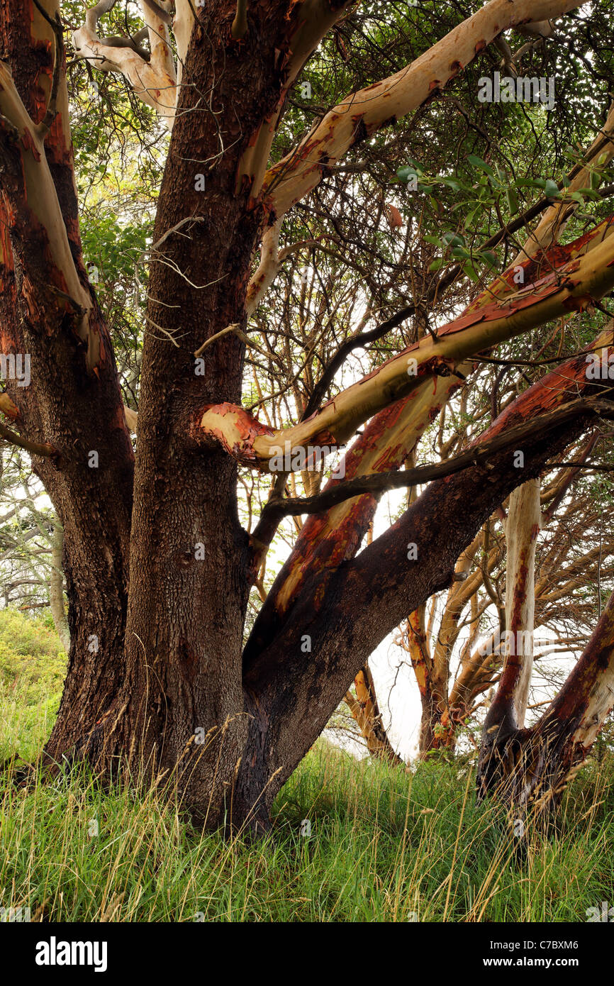 Pacific Madrone tree, Westside preservare, San Juan Island, Washington, Stati Uniti d'America Foto Stock