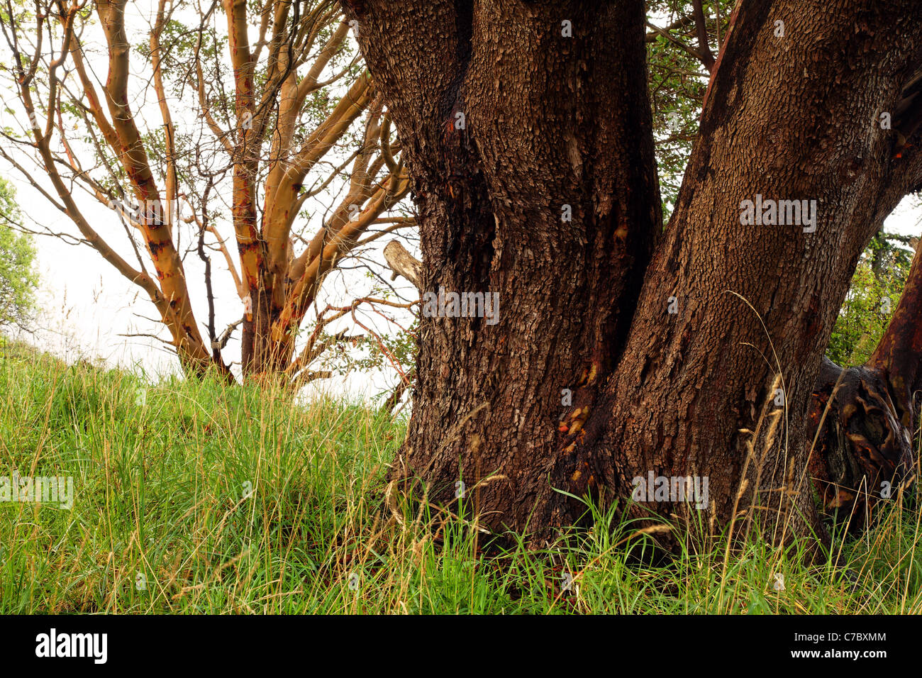 Pacific Madrone tree, Westside preservare, San Juan Island, Washington, Stati Uniti d'America Foto Stock