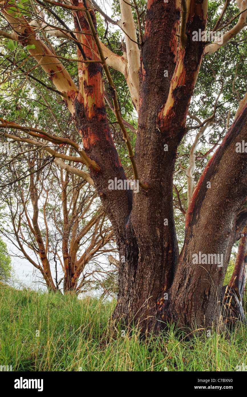 Pacific Madrone tree, Westside preservare, San Juan Island, Washington, Stati Uniti d'America Foto Stock