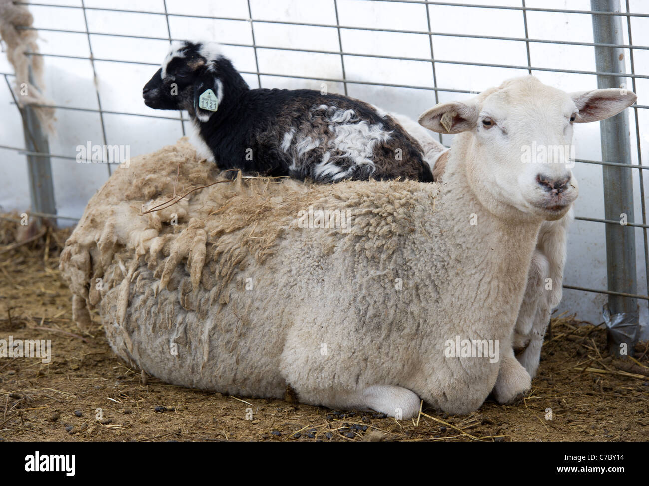 Pecore ed agnelli Foto Stock