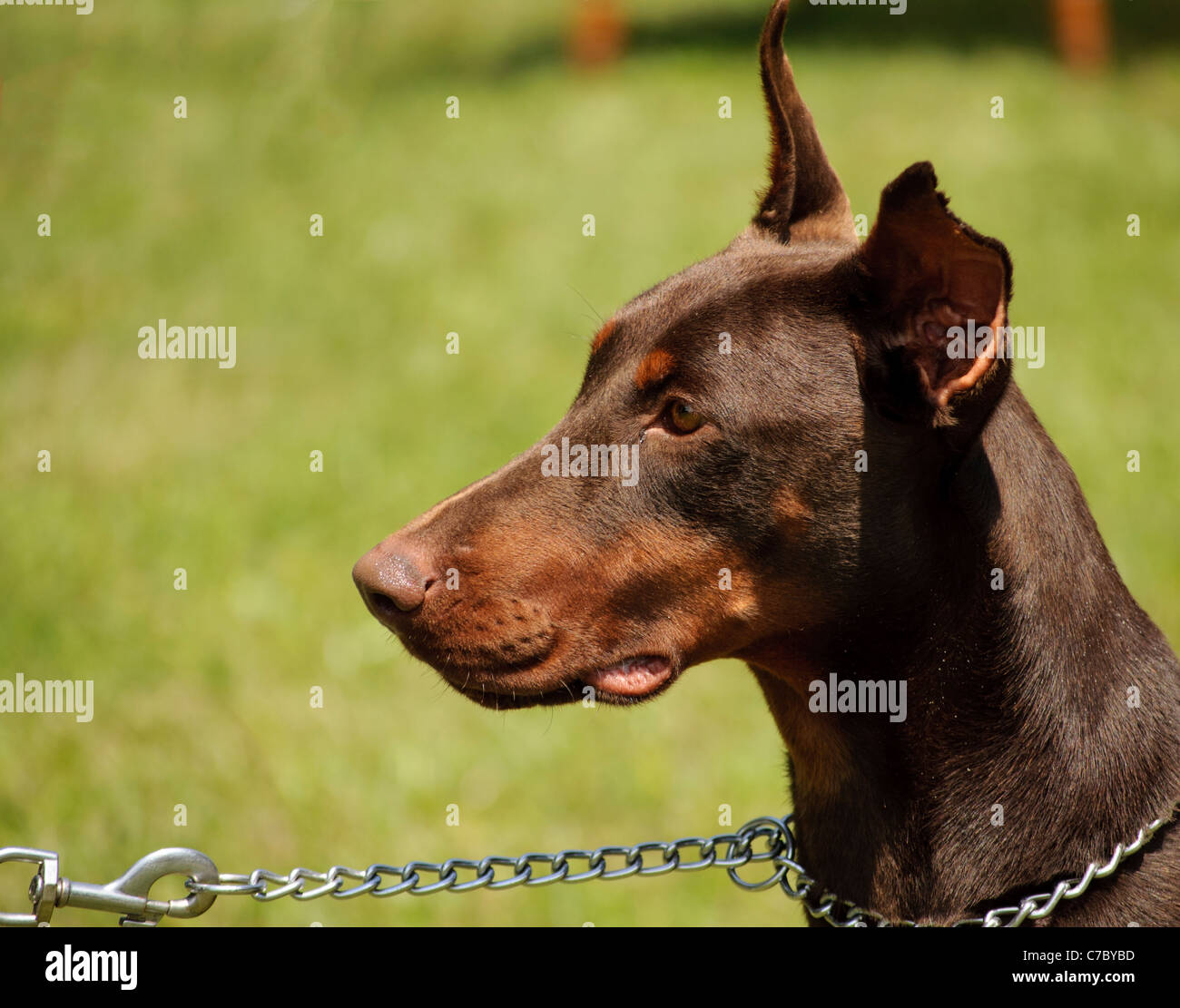 Doberman Foto Stock