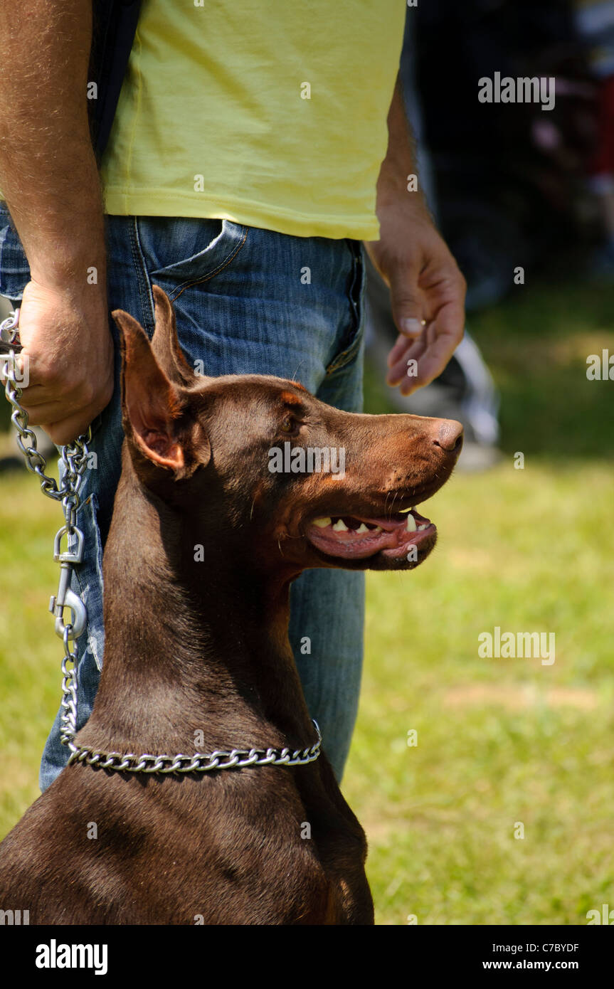 Uomo che cammina il cane Foto Stock