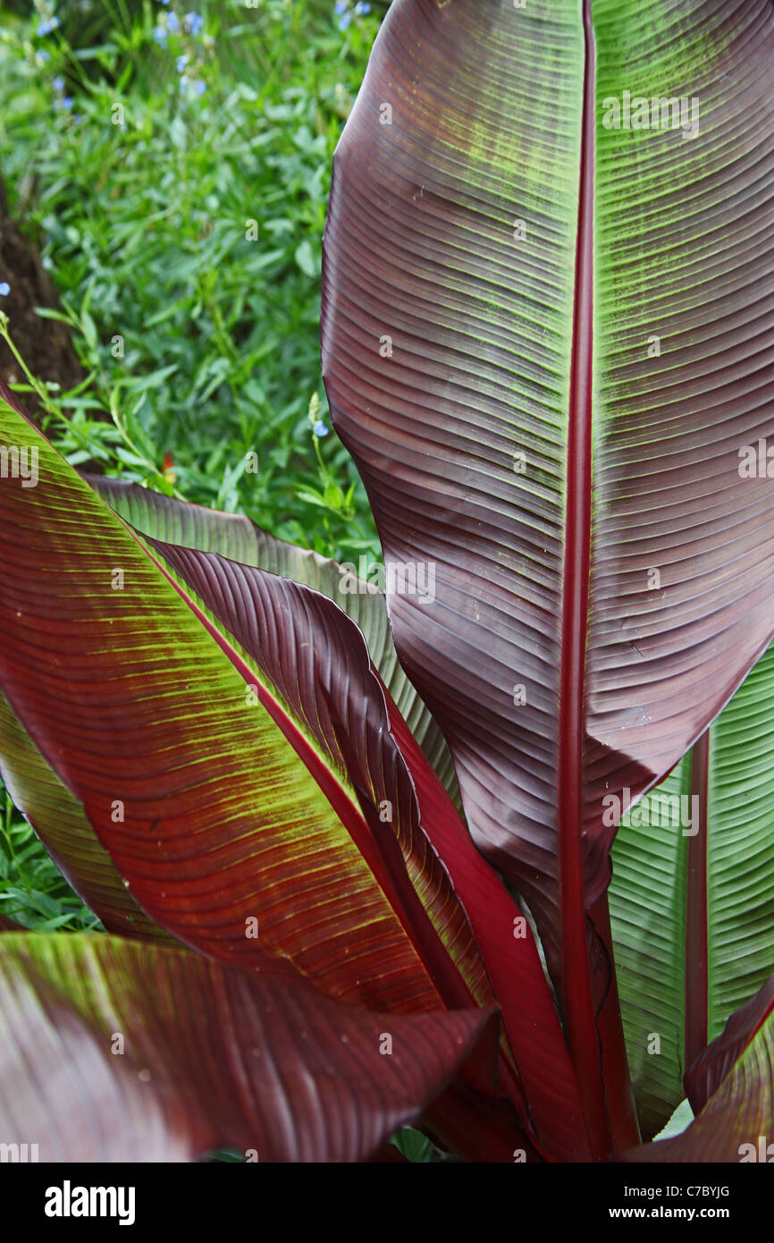 Canna indica 'Red Stripe' ad RHS Garden Rosemoor, grande Torrington, Devon, Regno Unito Foto Stock