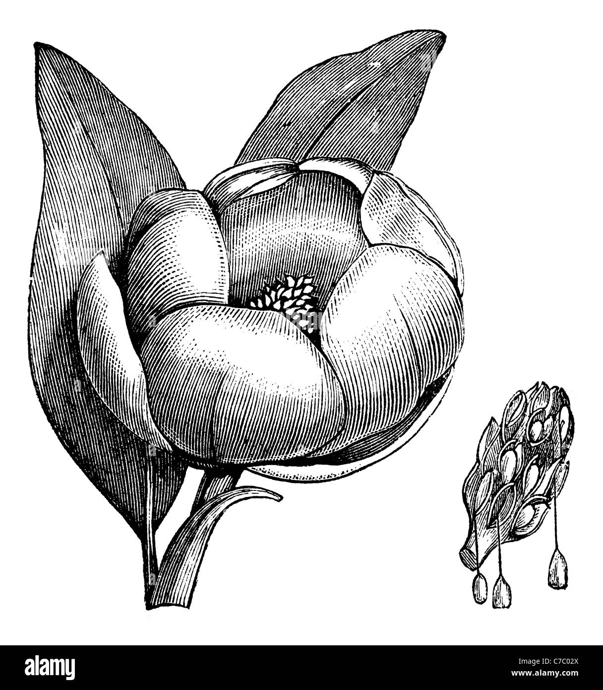 Sweetbay magnolia, vintage incisione. Vecchie illustrazioni incise di Sweetbay magnolia isolato su uno sfondo bianco. Foto Stock
