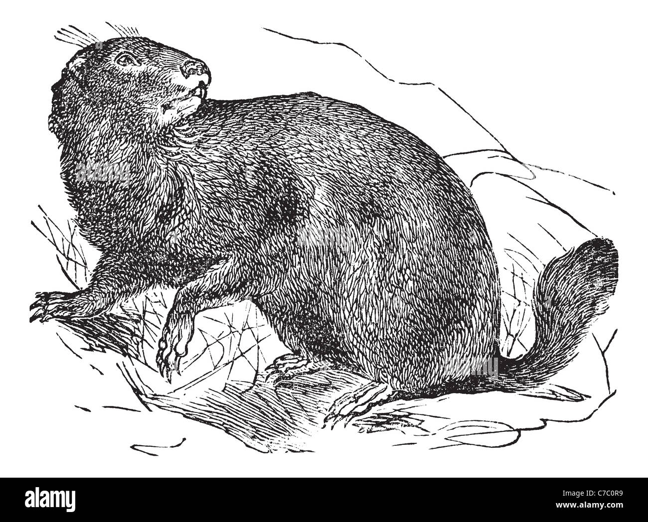 La marmotta alpina o Marmota marmota, vintage incisione. Vecchie illustrazioni incise della marmotta alpina nel prato. Foto Stock