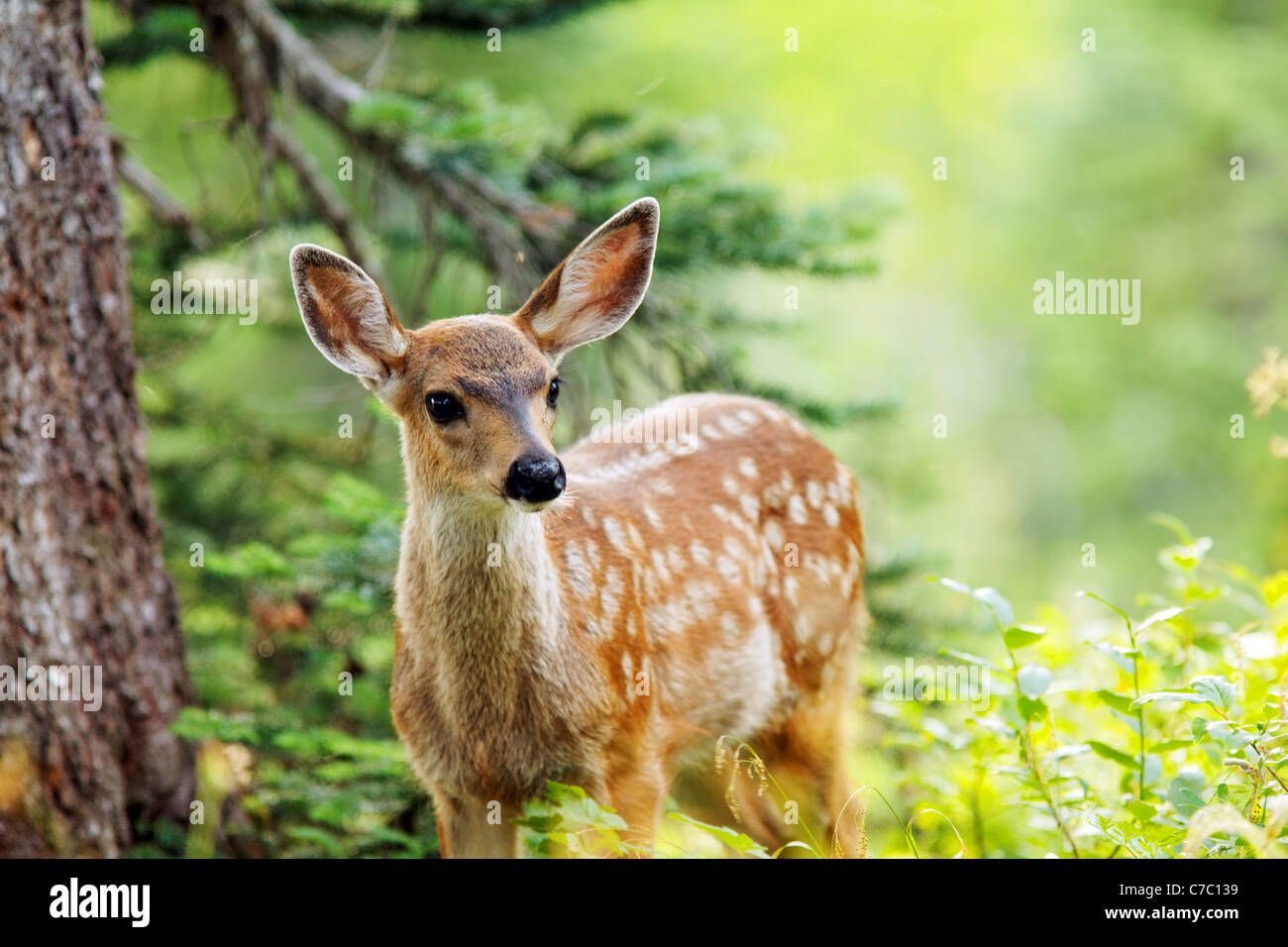 Blacktail deer fawn, Paradise, il Parco Nazionale del Monte Rainier, Washington, Stati Uniti d'America Foto Stock