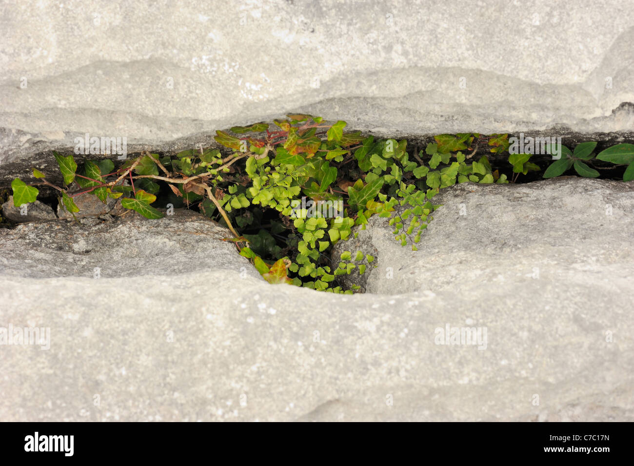 Pavimentazione di pietra calcarea grike con felce capelvenere, Adiantum capillus-veneris Foto Stock