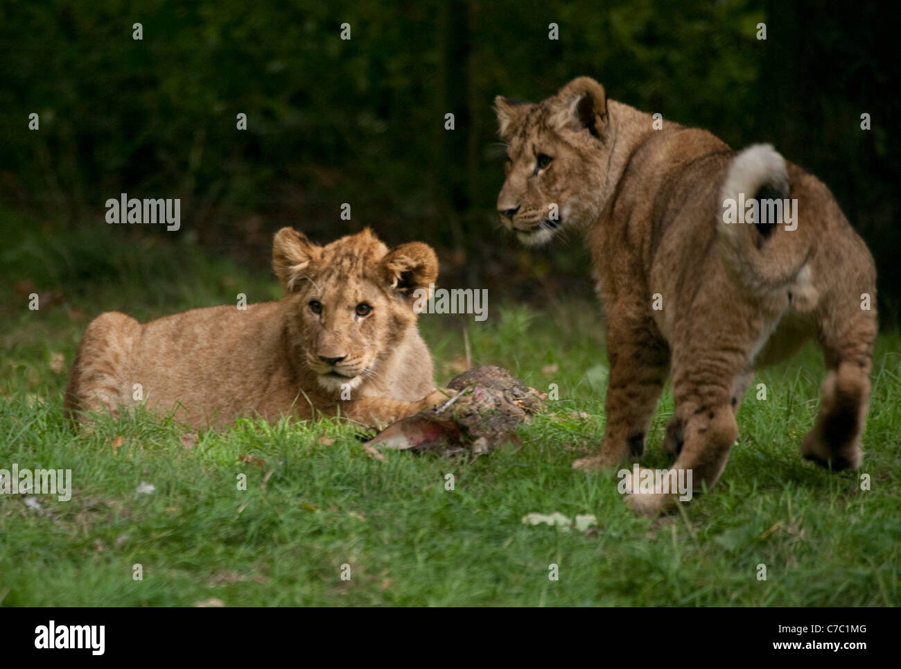 Lion cubs Panthera Leo Lion cub facendo ciò che i Lions fanno meglio, posa sull'erba in appoggio e giocare tra i pasti Foto Stock