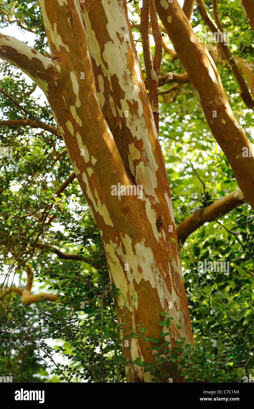 Mirto cileno, luma apiculata, corteccia Foto Stock