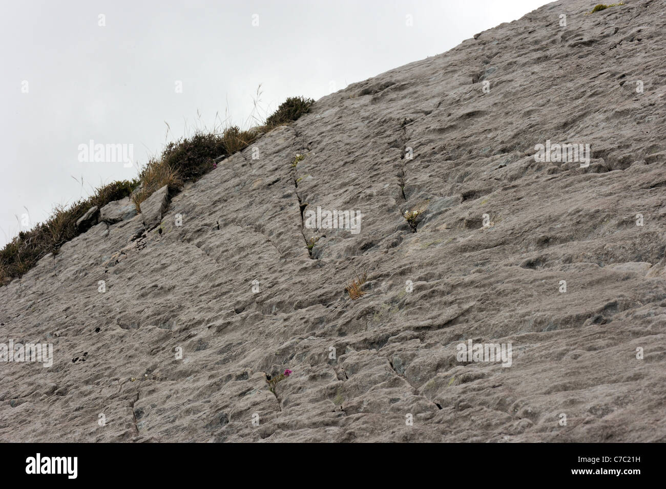 Recurved, Sandwort minuartia recurva crescendo in humus sottile in secco sottili incrinature nelle lastre di rocce silicee della vecchia pietra arenaria rossa età Foto Stock