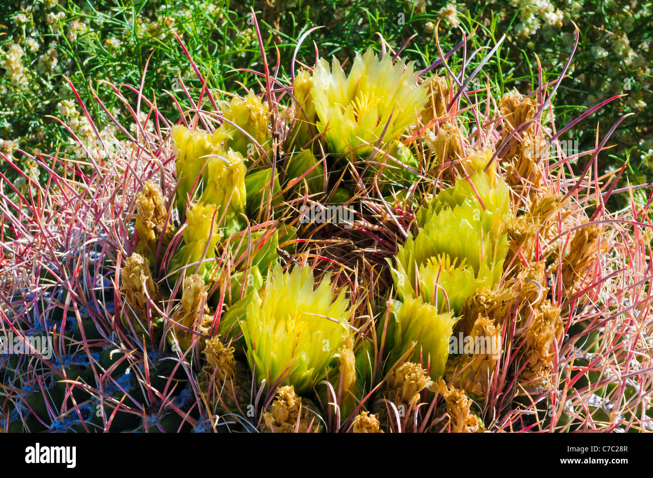 Barrel cactus in Bloom, Anza-Borrego Desert State Park, California USA Foto Stock