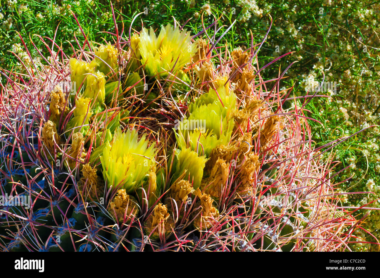 Barrel cactus in Bloom, Anza-Borrego Desert State Park, California USA Foto Stock
