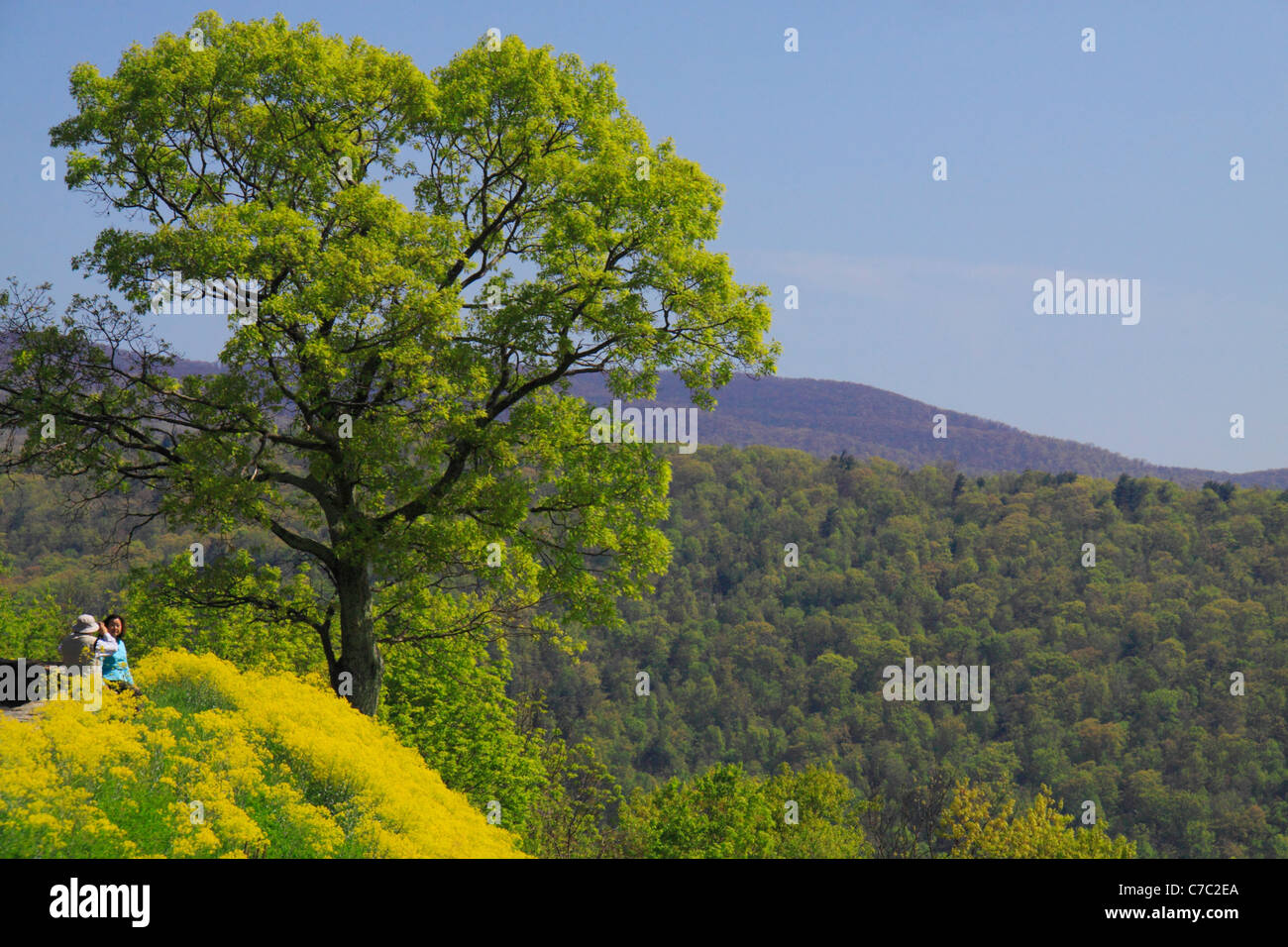 Si affacciano a nord di Rt 211, Parco Nazionale di Shenandoah, Virginia, Stati Uniti d'America Foto Stock