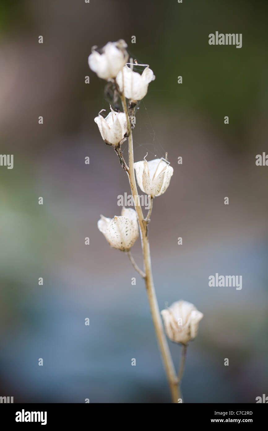 Seme essiccato baccello su una pianta morta Foto Stock