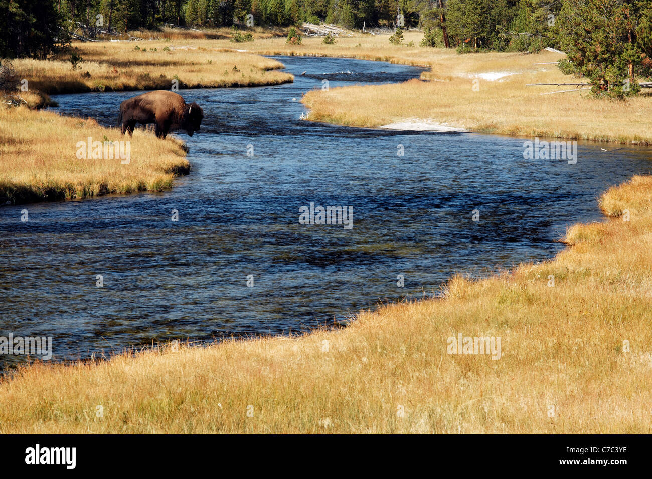 Il bisonte maschio in piedi in autunno prato colorato in corrispondenza del bordo di Firehole River, il Parco Nazionale di Yellowstone, Wyoming USA Foto Stock Il bisonte maschio in piedi in autunno prato colorato in corrispondenza del bordo di Firehole River, il Parco Nazionale di Yellowstone, Wyoming USA Foto Stock
