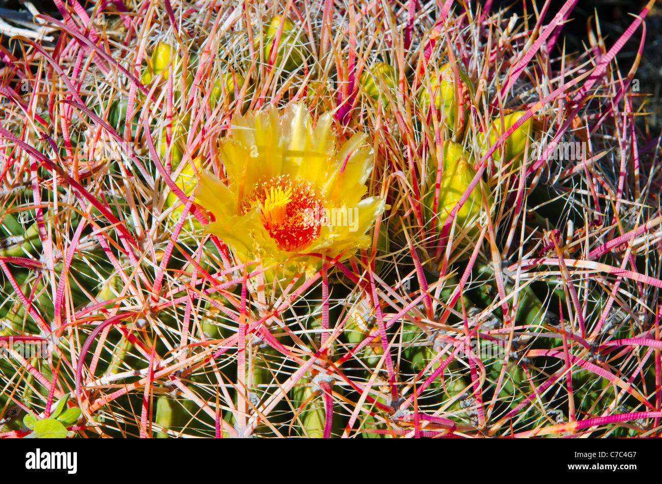 Barrel cactus fioriti nei canyon di prugne, Anza-Borrego Desert State Park, California USA Foto Stock