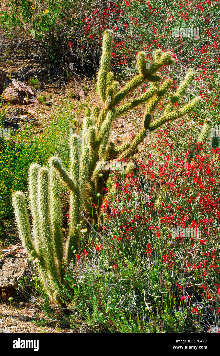 Cholla e chuparosa nel Canyon di prugne, Anza-Borrego Desert State Park, California USA Foto Stock