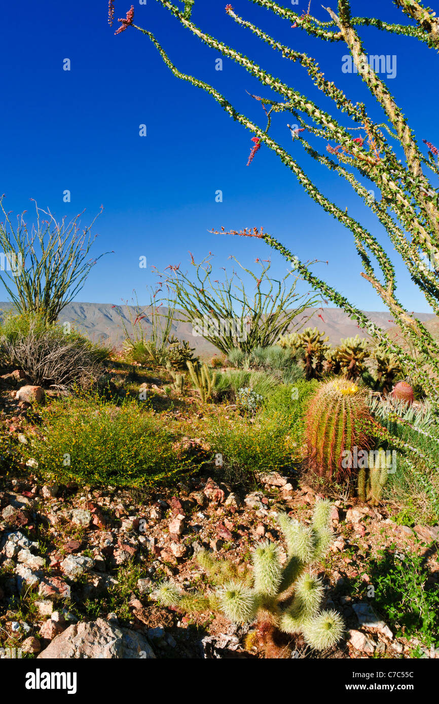 Barrel cactus e ocotillo nel Canyon di prugne, Anza-Borrego Desert State Park, California USA Foto Stock
