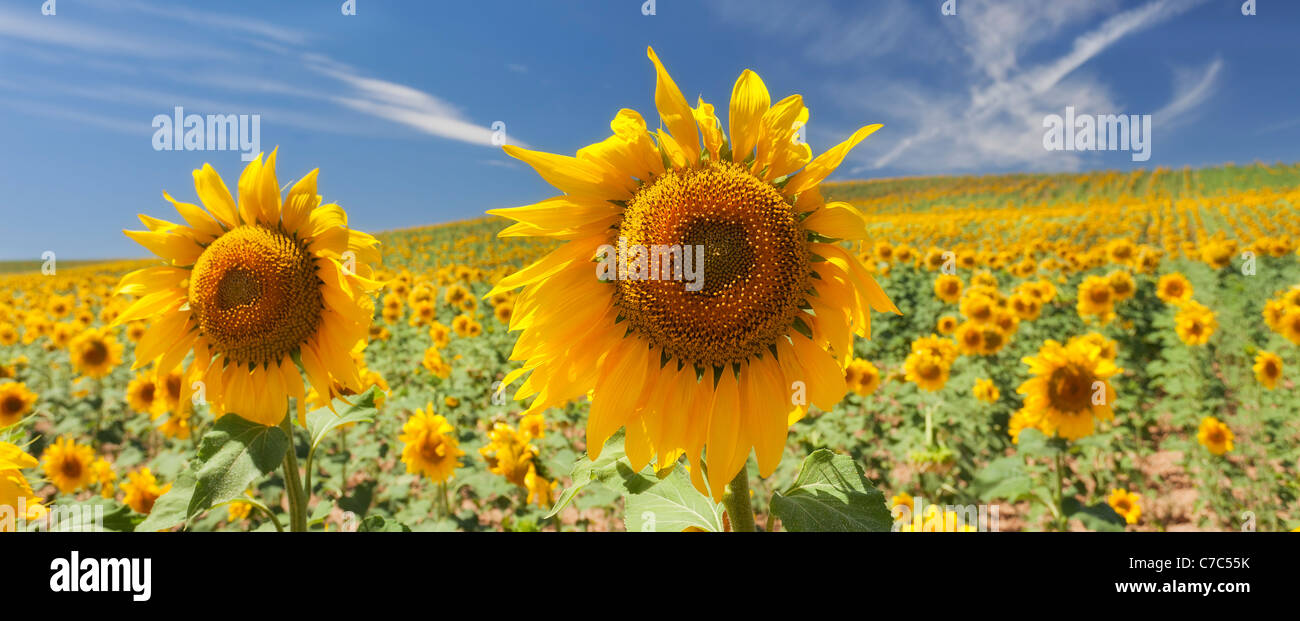 Campo di girasoli Foto Stock