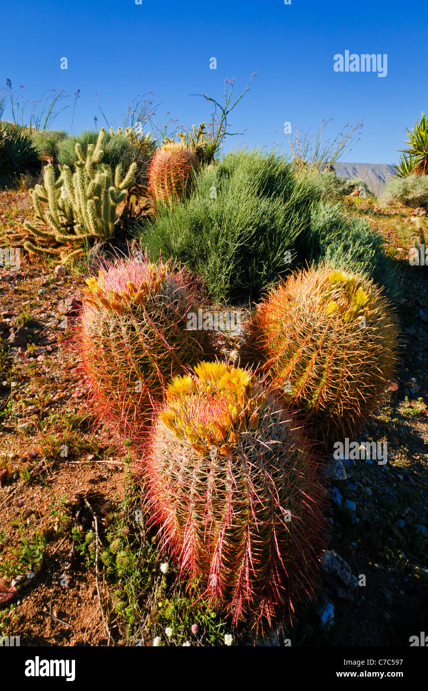Canna e cactus cholla nel Canyon di prugne, Anza-Borrego Desert State Park, California USA Foto Stock