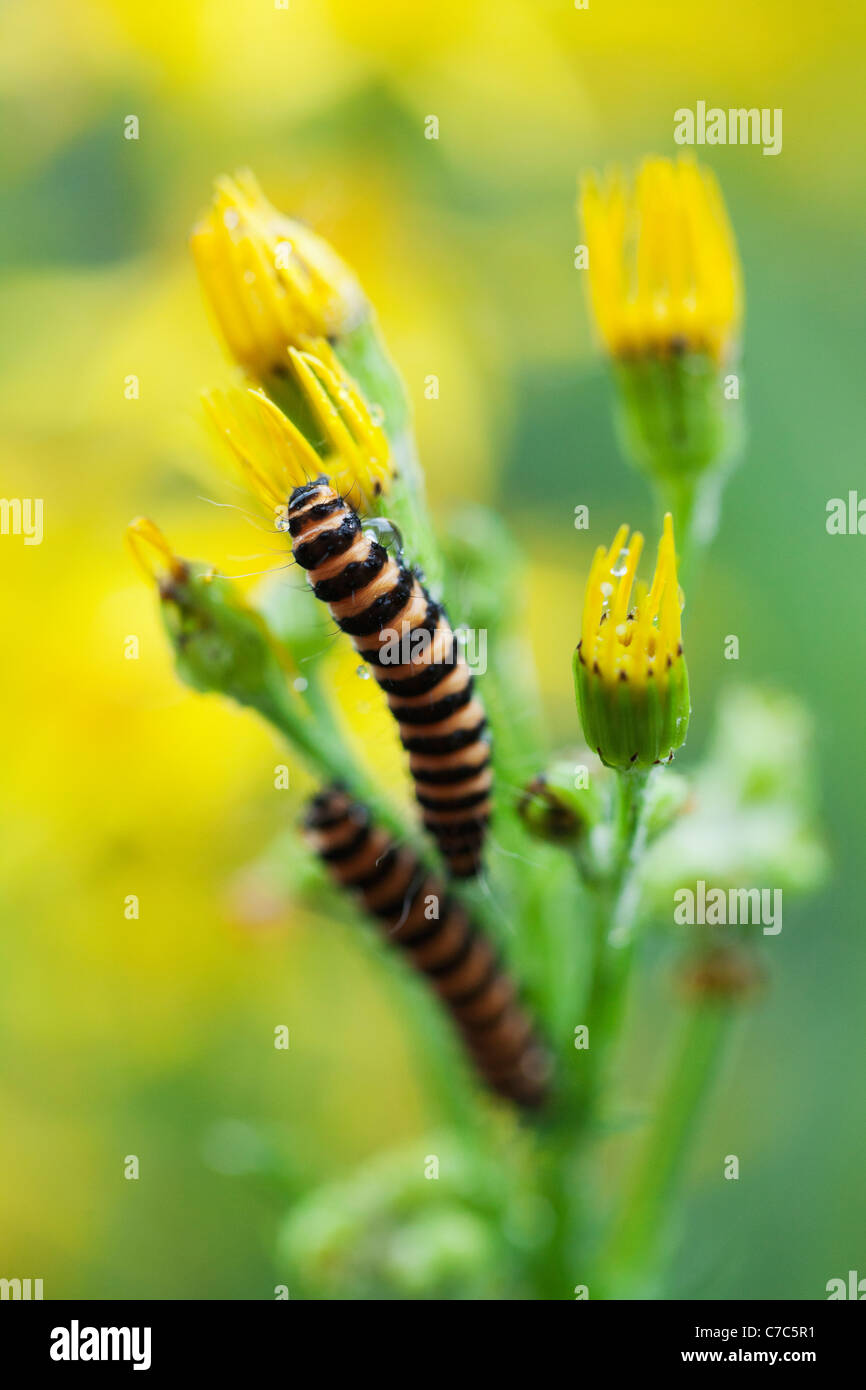 Due cinabro moth bruchi su comuni erba tossica. Foto Stock