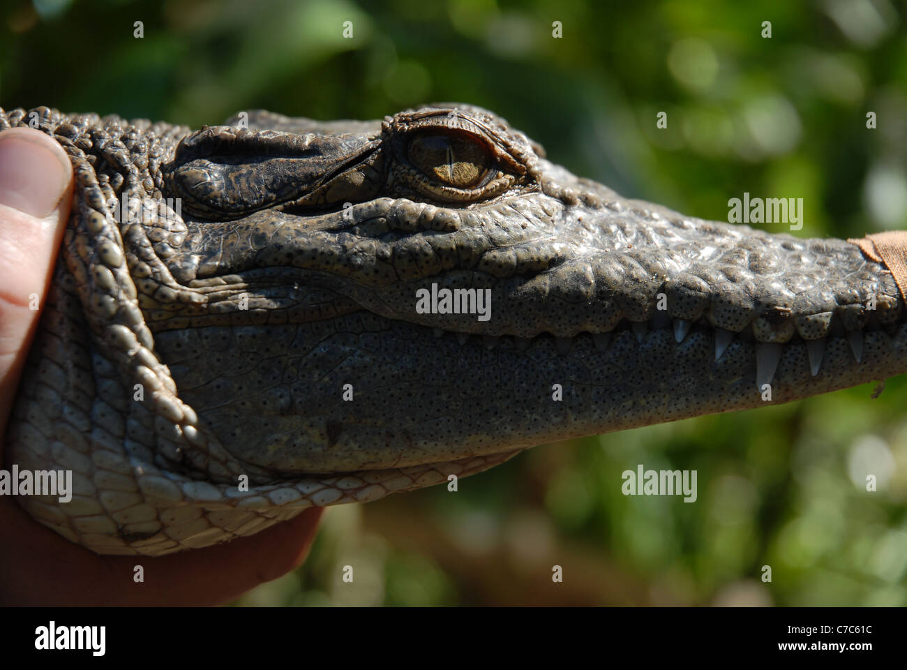 Tenendo un coccodrillo, bungalow bay, baia a ferro di cavallo, Magnetic Island, Queensland, Australia Foto Stock